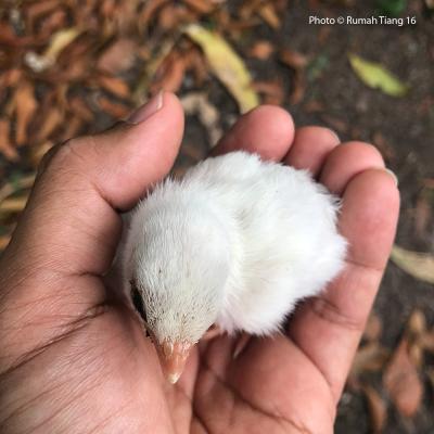 A chick in the hand...