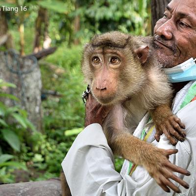 This trained monkey can pluck coconuts with ease.