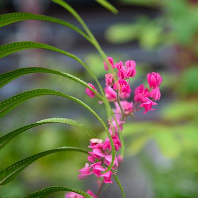 Little pink blooms colour  the garden.