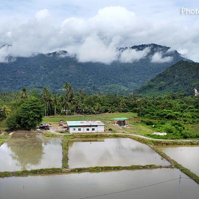 A new planting season begins. In a few months, the emerald green paddy fields will be instagrammable worthy.